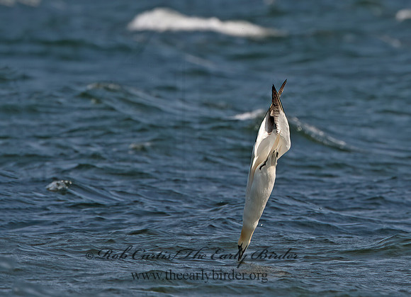 Morus bassanus  NORTHERN GANNET 9034264z