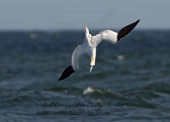 Morus bassanus  NORTHERN GANNET 9034273z
