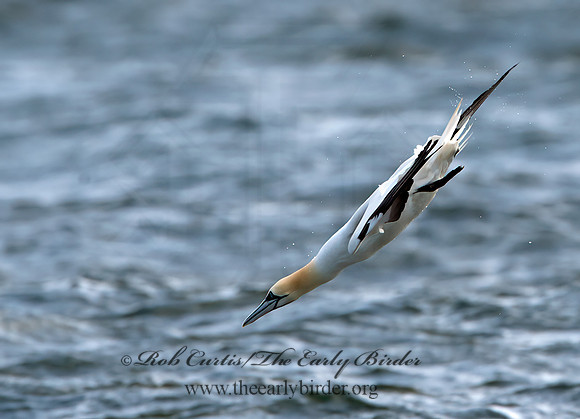 Morus bassanus  NORTHERN GANNET 9034282z