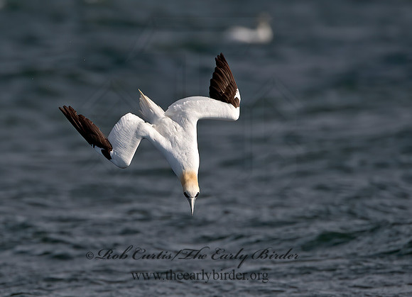 Morus bassanus  NORTHERN GANNET 9034301z