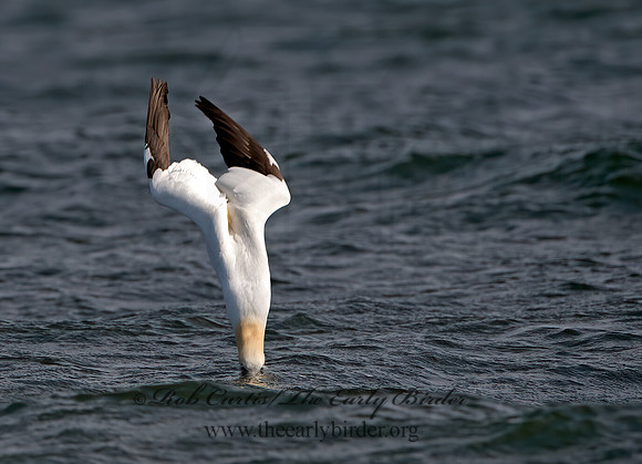 Morus bassanus  NORTHERN GANNET 9034302z