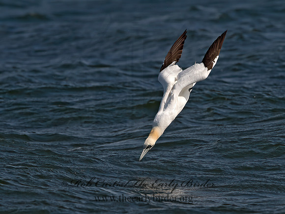 Morus bassanus  NORTHERN GANNET 9034303z
