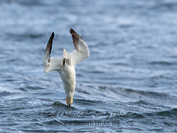 Morus bassanus  NORTHERN GANNET 9034314z