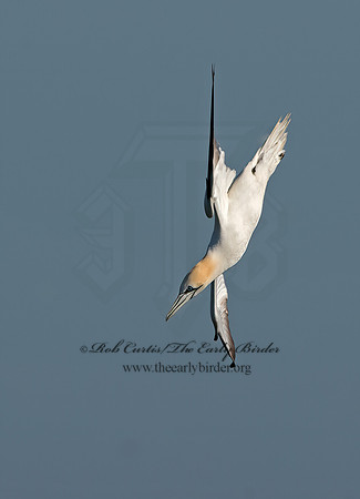Morus bassanus  NORTHERN GANNET 9034473z