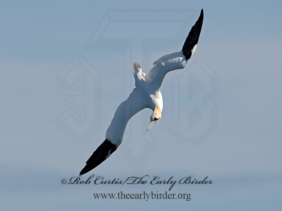 Morus bassanus  NORTHERN GANNET 9034383z