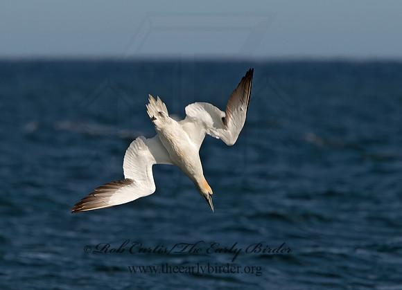 Morus bassanus  NORTHERN GANNET 9034480z