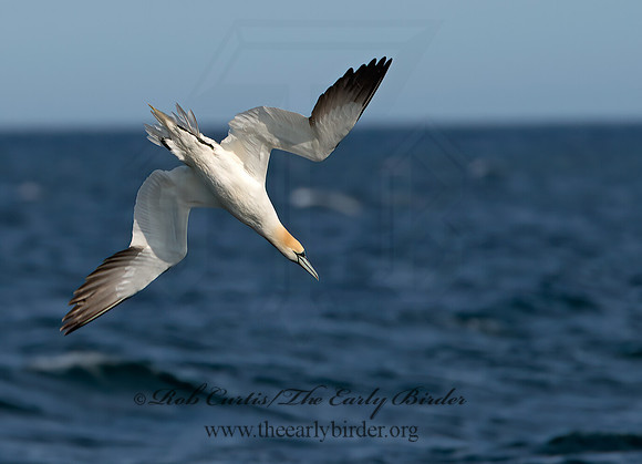 Morus bassanus  NORTHERN GANNET 9034525z