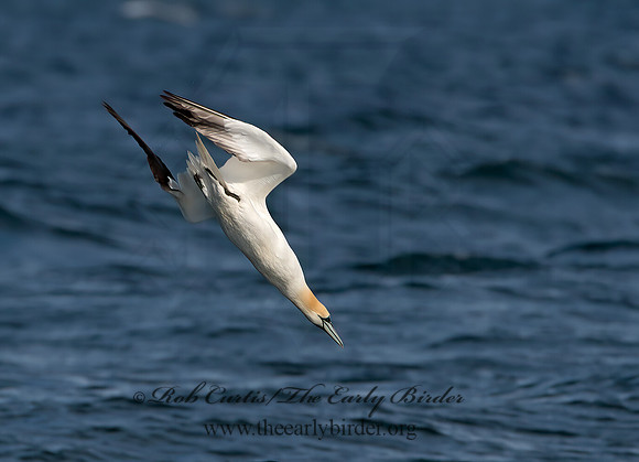 Morus bassanus  NORTHERN GANNET 9034526z