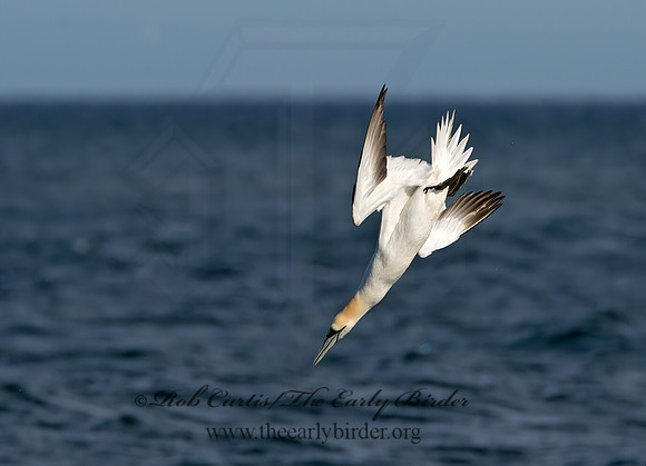 Morus bassanus  NORTHERN GANNET 9034566z