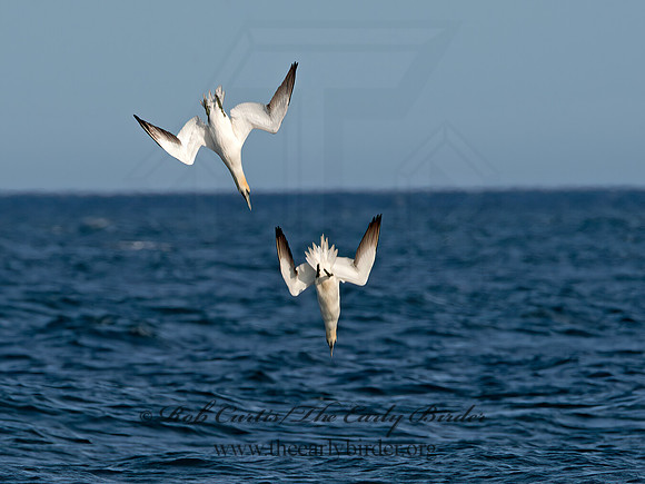 Morus bassanus  NORTHERN GANNET 9034553z