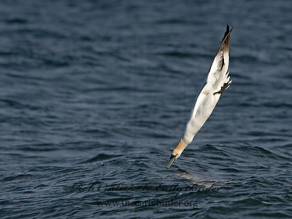 Morus bassanus  NORTHERN GANNET 9034567z