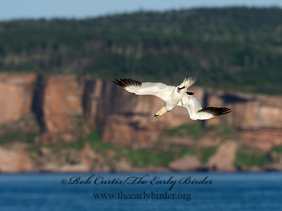 Morus bassanus  NORTHERN GANNET 9035399z