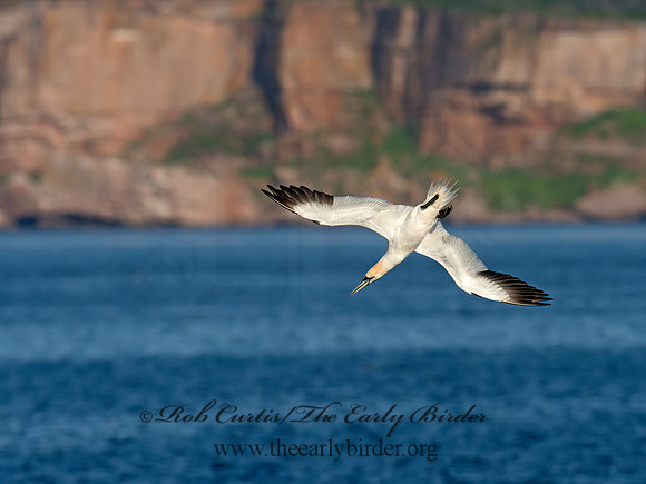 Morus bassanus  NORTHERN GANNET 9035400z