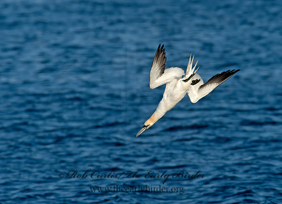 Morus bassanus  NORTHERN GANNET 9035402z