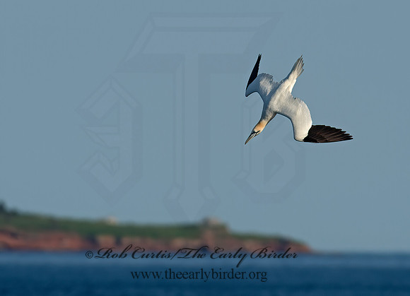 Morus bassanus  NORTHERN GANNET 9035403z