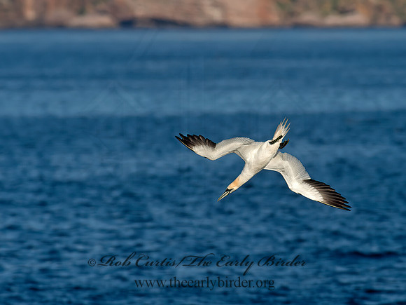 Morus bassanus  NORTHERN GANNET 9035401z