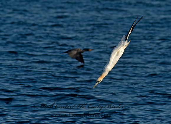 Morus bassanus  NORTHERN GANNET 9035405z