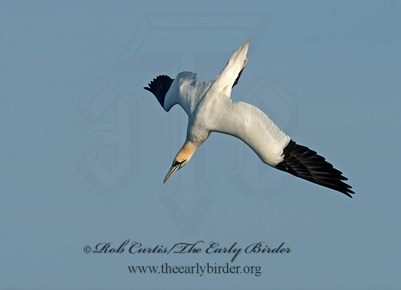 Morus bassanus  NORTHERN GANNET 9035410z