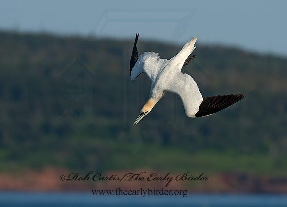 Morus bassanus  NORTHERN GANNET 9035411z