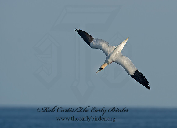Morus bassanus  NORTHERN GANNET 9035412z