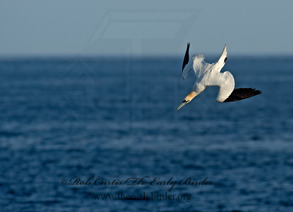 Morus bassanus  NORTHERN GANNET 9035413z