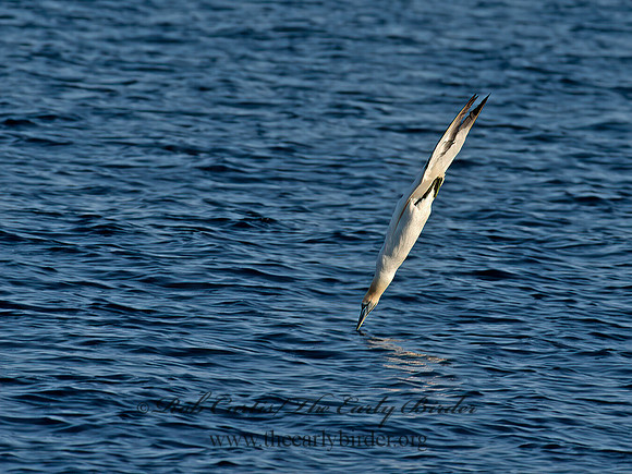 Morus bassanus  NORTHERN GANNET 9035446z