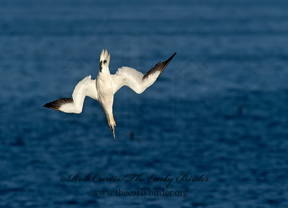 Morus bassanus  NORTHERN GANNET 9035445z