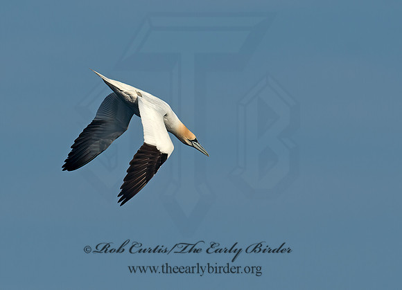 Morus bassanus  NORTHERN GANNET 9035452z