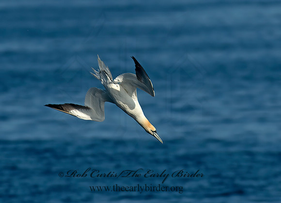 Morus bassanus  NORTHERN GANNET 9035455z