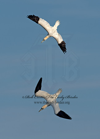 Morus bassanus  NORTHERN GANNET 9035460z
