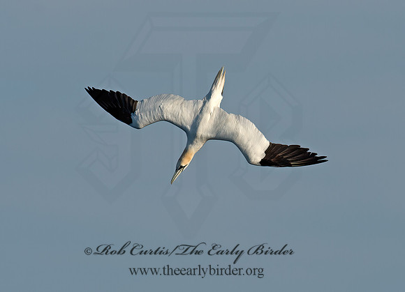 Morus bassanus  NORTHERN GANNET 9035474z