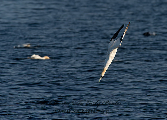 Morus bassanus  NORTHERN GANNET 9035475z