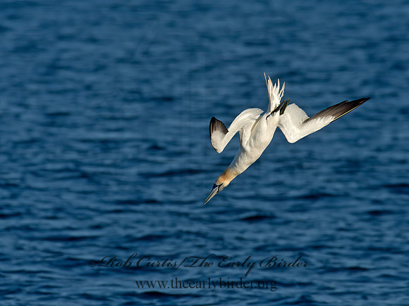 Morus bassanus  NORTHERN GANNET 9035514z