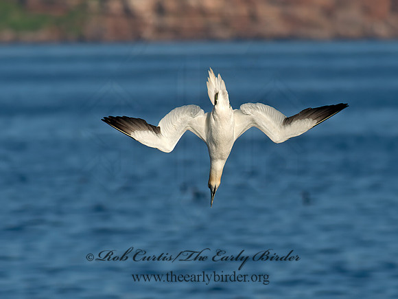Morus bassanus  NORTHERN GANNET 9035508z