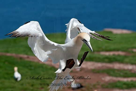 Morus bassanus  NORTHERN GANNET 8034773z