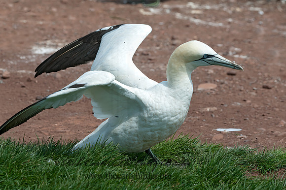 Morus bassanus  NORTHERN GANNET 8034724z