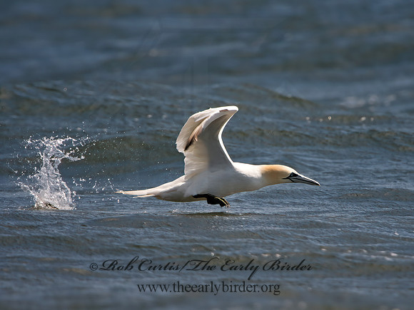 Morus bassanus  NORTHERN GANNET 9034024z