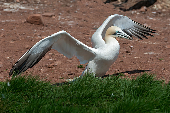 Morus bassanus  NORTHERN GANNET 8034735z