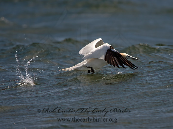 Morus bassanus  NORTHERN GANNET 9034026z