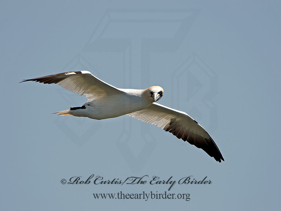 Morus bassanus  NORTHERN GANNET 9034036z