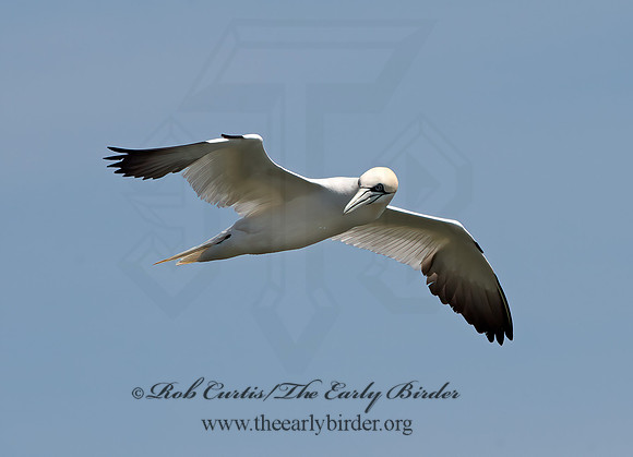 Morus bassanus  NORTHERN GANNET 9034048z
