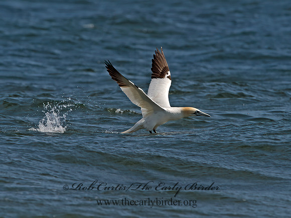 Morus bassanus  NORTHERN GANNET 9034066z