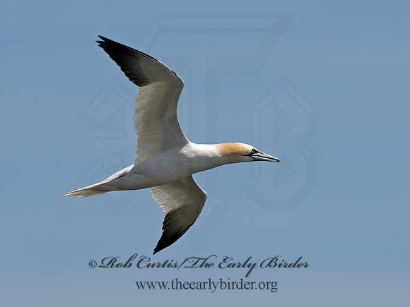 Morus bassanus  NORTHERN GANNET 9034068z