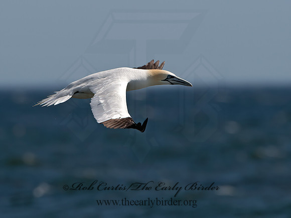 Morus bassanus  NORTHERN GANNET 9034086z