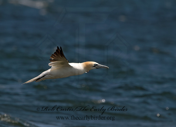 Morus bassanus  NORTHERN GANNET 9034098z