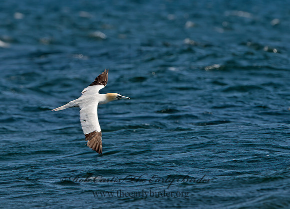 Morus bassanus  NORTHERN GANNET 9034096z