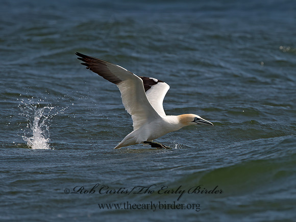 Morus bassanus  NORTHERN GANNET 9034099z