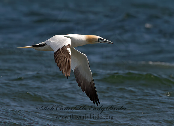 Morus bassanus  NORTHERN GANNET 9034102z