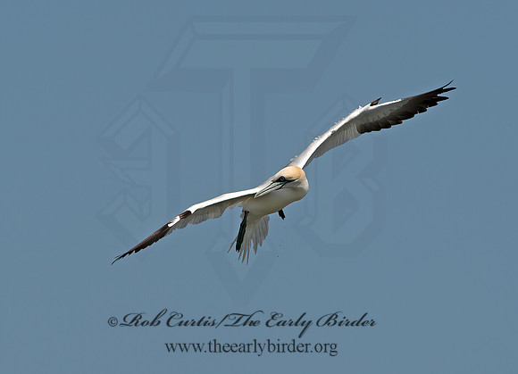 Morus bassanus  NORTHERN GANNET 9034113z