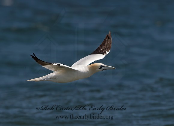 Morus bassanus  NORTHERN GANNET 9034117z